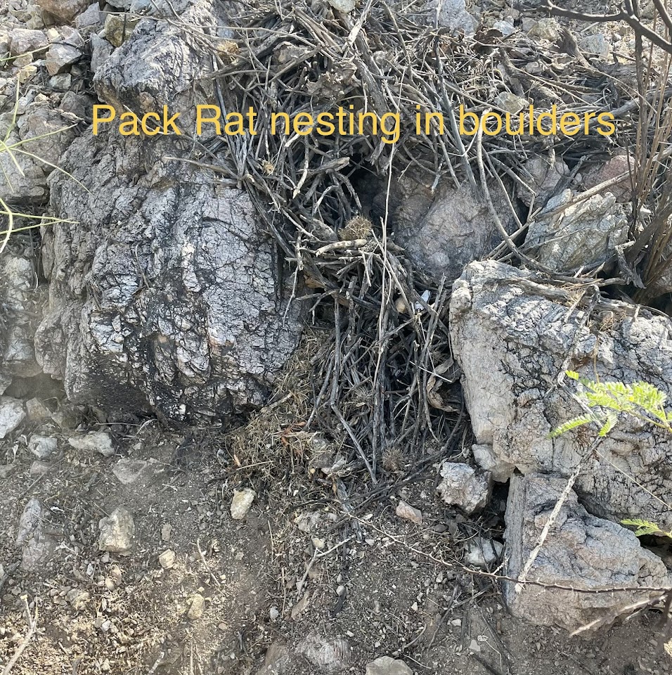 Pack Rat Masters, LLC project